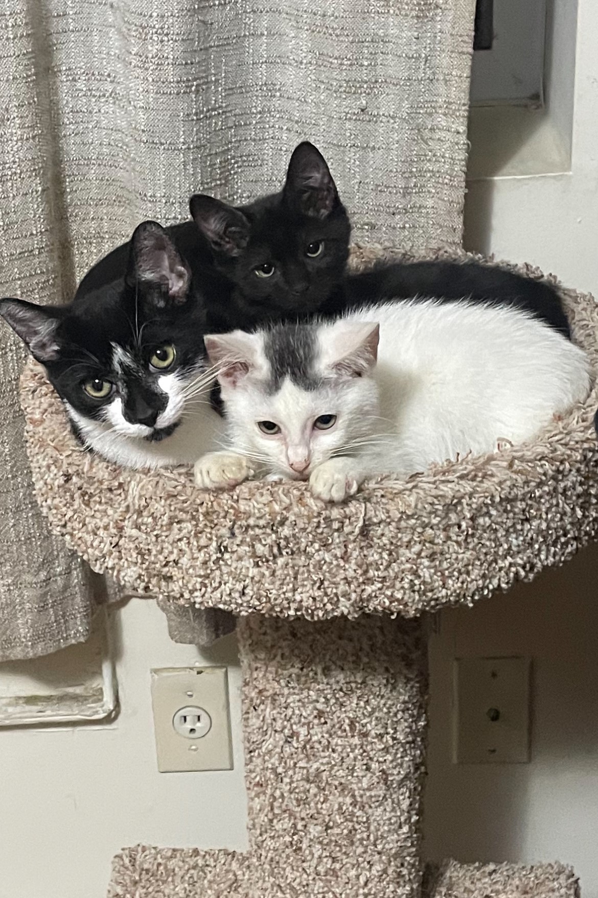 Three Kittens Courtesy Listing