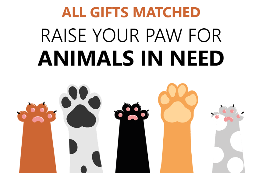 PNG-gift-match-0001.png