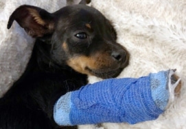 Donate to Healing Paws Fund