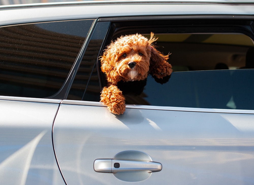 dog-in-car.jpg