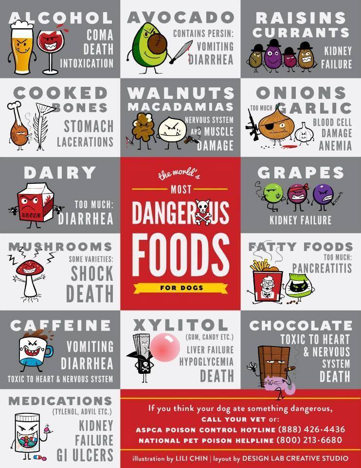 Most_dangerous_foods_for_dogs.jpg