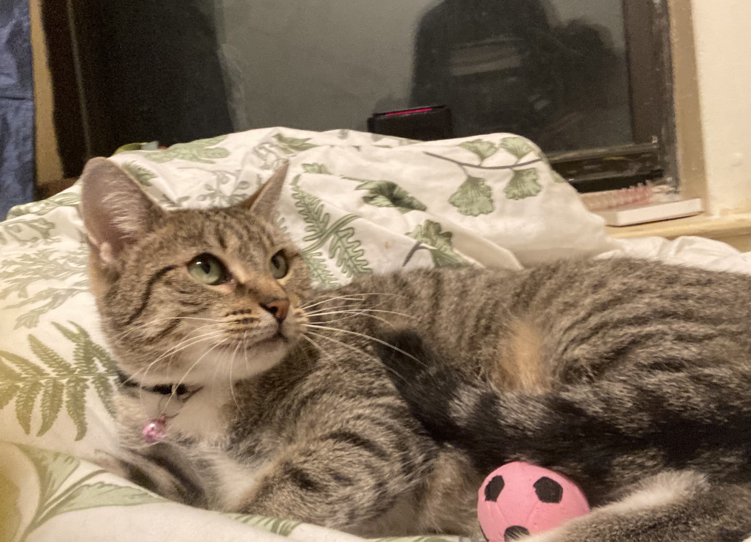 Pinky - Courtesy Listing